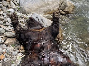【新聞】卓溪山區死亡黑熊 推估屬自然死亡