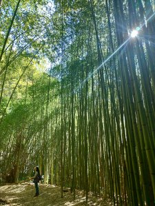 【新竹縣尖石鄉】再訪霞喀羅古道-養老登山口進