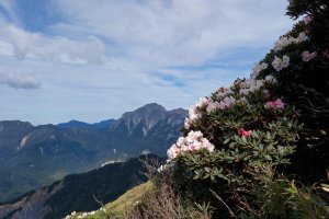 合歡東峰賞玉山杜鵑