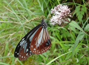 【動物】台灣常見的蝴蝶