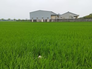 [雲林斗南][一]斗南、石龜溪、猴悶溝