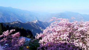 桃園巴陵古道，楊梅保甲古道，牛路崎古道，福人登山步道，龍潭伙房崎古道，打牛崎古道，林埤古道