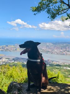 帶著毛孩去爬山-20250817