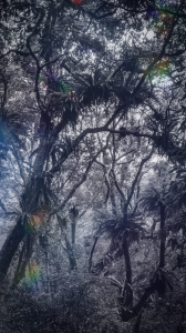 雪山坑。山蘇森林＆巨人之手