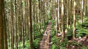 2025.07.13－漫步於森林中：鵝公髻山