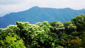  南勢角山 美麗邂逅 - 桐花綻放/登山健行賞美景