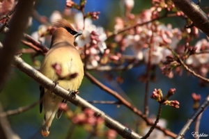 【美國】華盛頓DC群鳥迎春