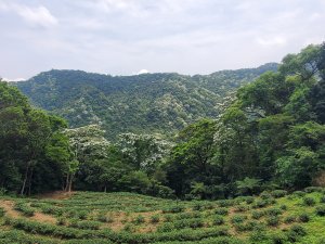 錦繡山莊＞十七寮山＞二叭子植物園＞玫瑰中國城
