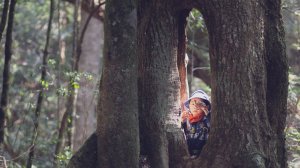 塔曼山(Mt. Taman)。雲霧中的魔戒森林