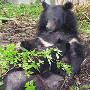 瀕危的台灣黑熊 (上)