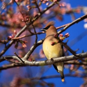 【美國】華盛頓DC群鳥迎春