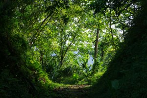 【樟之細路】探訪內山客庄與原鄉生活 ｜飛鳳古道、鹿寮坑、渡南古道、關西