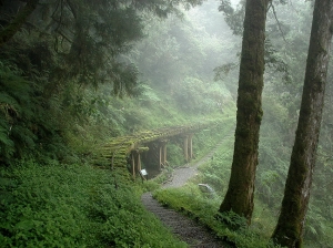 【路線】太平山國家森林遊樂區推薦步道
