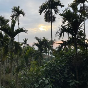 20240210 彰化 臺灣百大必訪步道-藤山步道