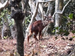 發現臺灣山羊生態=南瀛百岳-綠色長城-花瓣山