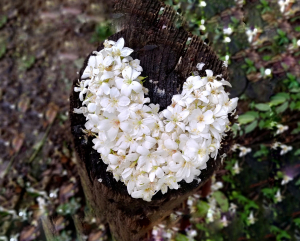 搭捷運、公車來去天上山賞桐花