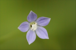 細葉蘭花參