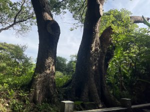 [皮皮獅探險隊-01/10] 2025_0706 六寮古道