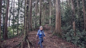 柳杉的國度-油羅山