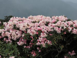 《南投》那年百岳｜合歡主峰步道