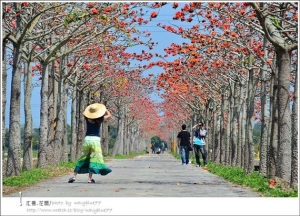 【台南】聽見花落的聲音：林初埤木棉道