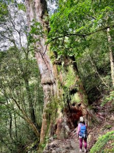 搭公車來去拉拉山神木群享受森林浴一日遊