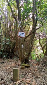 醉翁之意不在酒的蘆竹五酒桶山步道