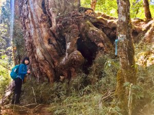 【新竹尖石鄉】基那吉山