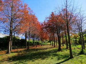 台中石岡~漸層落羽松~繽紛山行路~挑物古道x五福臨門步道