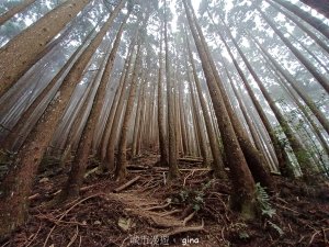 【新竹五峰】迷霧山林。 民都有山登山步道(面托油山)x民都有山北峰