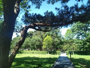霄裡好風光,運動樂悠遊-大湳森林公園