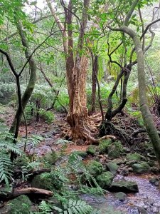 【臺北大縱走 4】靜謐翠綠的風櫃口→五指山古道