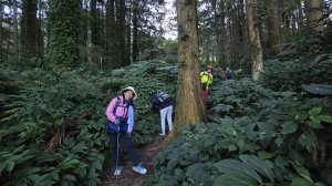 全台第一名入園數溪頭森林遊樂區，距離最近的小百岳鳳凰山，溪頭四珠，中部名山。