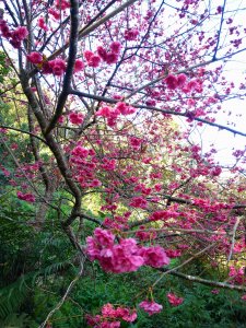 尾寮山花季