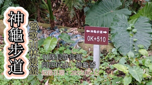 「神龜步道」,鶯歌山林漫遊,探訪「阿四坑山」、「神龜崙」