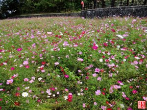 【台北市】貓空彩雲亭明鏡池芒花與波斯菊