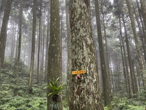 東河線上鵝公髻山，至鳥嘴山後下大窩山部落 2024.8.18