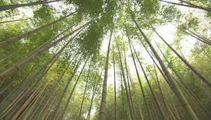 【保育】竹藏碳