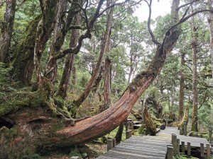 檜木原始林步道-倒臥的巨幹形成雙代木景觀