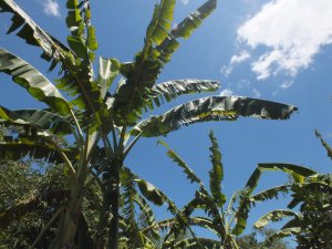 四腳亭砲台-深澳坑砲台山-六坑山