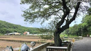 楓樹坑伯朗大道，楓樹坑生態步道，楓樹坑登山步道，龜崙口（山），龜山中正公園