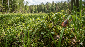 國內新增1例發熱伴血小板減少綜合症(SFTS)病例呼籲民眾於山林活動時採取防護措施避免蜱蟲叮咬