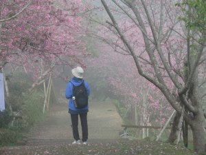 《南投》迷霧河津櫻｜鳳凰自然教育園區步道及木荷林