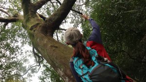 天上山二訪登山健行趣(小百岳18號)(第217篇旅記分享)