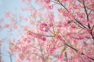【開花筆記】阿里山有什麼櫻花呢？