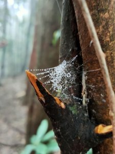 屋我尾山(非麗陽線)