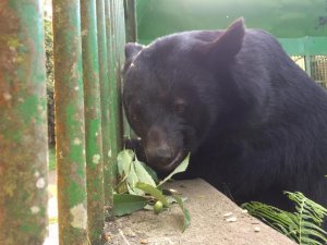 【保育】台灣黑熊愛吃的都在這！特生中心培育27種殼斗科植物