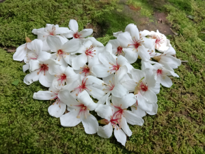 基隆市富民親水公園瑪西桐花+焦炭窯與桐花