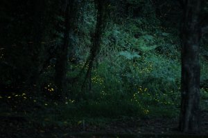 【林業新聞】奧萬大賞螢秘境～來去森林住一晚吧！