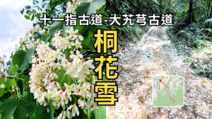 十一指古道＋大艽芎古道｜滿地桐花如雪，輕鬆漫步雙古道